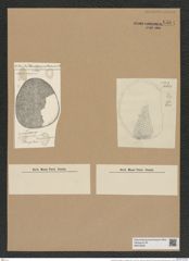 Coscinodiscus radiatus var. irregularis Grun. (de-Toni-Nr.: Genus 202, Species 4972) Zeichnungen Sammlung Grunow Nr. 8584 (NHMW-BOT-W0378234)